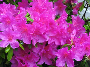 金桔一般陽(yáng)歷幾月開花（金桔一般什么時(shí)候開花）