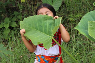 柑橘大樹移栽管理技術(shù)（柑橘幼苗移栽視頻）