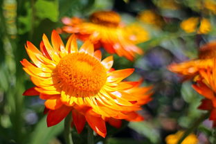 柑橘套袋幾天發(fā)芽(柑橘套袋幾天發(fā)芽?。? /></p><p>2、紅美人坐果率較高,在管理上除修剪調(diào)節(jié)結(jié)果量外,還須及時(shí)進(jìn)行疏花疏果,從而提高品質(zhì),并保持健壯樹勢(shì),達(dá)到豐產(chǎn)穩(wěn)產(chǎn)的目的。疏花:在現(xiàn)蕾至開花期進(jìn)行,主要是疏除細(xì)弱枝上的無(wú)葉花序疏除細(xì)弱枝上的無(wú)葉花序。</p><p>3、選地翻耕由于紅美人柑橘種類抗寒性比較差,因此盡可能挑選在較為溫暖的地域種植,冬天氣溫也不會(huì)有很大差別。種植產(chǎn)業(yè)園區(qū)里的光照時(shí)長(zhǎng)要較為充裕,有方便快捷的供水設(shè)施,土壤層要濃厚一些,有機(jī)物含量豐富多彩才可以達(dá)到種植紅美人種植標(biāo)準(zhǔn)。</p><p>4、要避免樹體上強(qiáng)下弱,當(dāng)出現(xiàn)上強(qiáng)下弱的現(xiàn)象時(shí),要抑強(qiáng)扶弱,可適當(dāng)疏除中心干上部過(guò)密枝或上層小主枝上的較強(qiáng)分枝,小主枝上要裝備和培育中小型成果枝組。</p><p>5、春季開花前噴硼源庫(kù)和鋅源庫(kù),開花后噴海靈葉型1-2次。鈣源庫(kù)和鎂源庫(kù)可在果實(shí)期噴施,防止曬傷,減少果實(shí)開裂等。在變色期噴施葉面肥,促進(jìn)變色,增加甜度。與其他柑橘品種相比,紅美人對(duì)品質(zhì)要求較高,因此有機(jī)肥和其他肥料必須充足,才能保證紅美人柑橘的品質(zhì)。大家還有什么看法,評(píng)論留言。</p><p style=