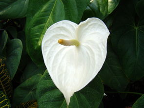 沃柑開(kāi)花期能噴薊馬農(nóng)藥嗎有毒嗎（沃柑花期如何防治薊馬）