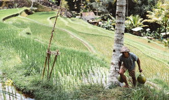 柑橘類(lèi)果樹(shù)種植間距多少米合適（柑橘樹(shù)不能超過(guò)多少米）