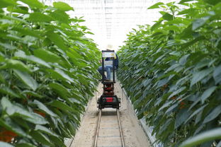 柑橘種植技術(shù)要點(diǎn)有哪些（柑橘種植技術(shù)要點(diǎn)有哪些方面）