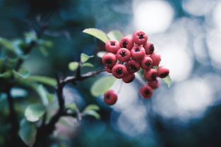 粑粑柑種植技術(shù)管理方法（粑粑柑適合什么地方種植）