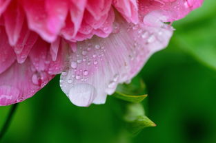 沃柑來年掛果怎樣促花生發(fā)芽快（沃柑什么時候催花）