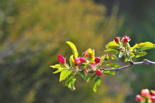 沃柑花果同樹如何保果（沃柑怎樣?；ū９? /></p><p>3、沃柑花期施肥?；ū９?*** 如下：花前至花后施肥：在沃柑的花前至花后階段，應使用喜滿地高氮高鉀型水溶肥。這種肥料有助于保證花芽的正常分化，為沃柑的開花結(jié)果打下良好的基礎。結(jié)果后施肥：當沃柑結(jié)果后，為使用喜滿地的果魔方或者高鉀肥。</p><p>4、進行環(huán)割 沃柑可以通過環(huán)割的 *** 來來?；ū９黔h(huán)割的時間不是固定的，需要根據(jù)沃柑結(jié)果的數(shù)量來決定。如果開花量本身不多，可以在盛花期進行環(huán)割，如果本身開花量比較多，可以等到花朵凋謝后進行環(huán)割。肥水管理 沃柑在花期，應該合理施肥，保證好肥水。</p><h2 id='沃柑?；ū９氁h(huán)割嗎'>沃柑保花保果須要環(huán)割嗎</h2><p>1、綜上所述，環(huán)割或環(huán)剝技術(shù)在沃柑?；ū９邪l(fā)揮著重要作用，但在實施過程中需注意時間選擇、樹勢選擇以及技術(shù) *** 作的準確性，以確保達到更佳的保果效果。</p><p>2、沃柑?；ū９玫?*** 主要包括以下幾點：進行環(huán)割：根據(jù)沃柑的開花量決定環(huán)割時間。若開花量不多，可在盛花期進行；若開花量較多，可等到花朵凋謝后進行。肥水管理：在春季出現(xiàn)花蕾時，施一次促花肥，使用適當?shù)姆柿虾凸喔?、噴施葉面肥來補充微量元素。</p><p>3、沃柑的保花保果 *** 多種多樣，其中環(huán)割是一種常見且有效的 *** 。然而，環(huán)割的時機需根據(jù)沃柑結(jié)果的數(shù)量靈活調(diào)整。若開花量較少，可在盛花期進行環(huán)割；若開花量豐富，則應待花朵凋謝后再進行。這一 *** 作旨在通過控制營養(yǎng)流動，促進果實發(fā)育。在沃柑的花期，合理的肥水管理至關(guān)重要。</p><p>4、要。果樹根系吸收養(yǎng)分水分，通過枝干木質(zhì)部輸送到枝葉，養(yǎng)好了葉片，葉片再進行光合作用，合成碳水化合物。其中一部分留樹，供樹體器官之需，另一部分通過枝干韌皮部輸送到根系，維持根系生長需要。</p><p style=