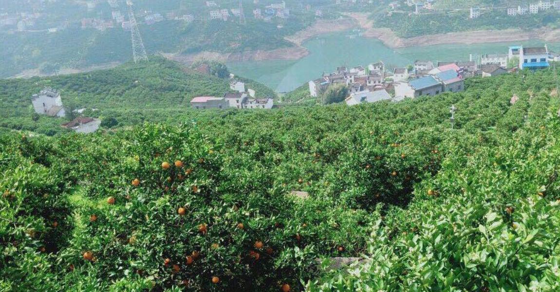 合適湖北種植的柑橘新品種_湖北房縣天氣合適種植什么果樹