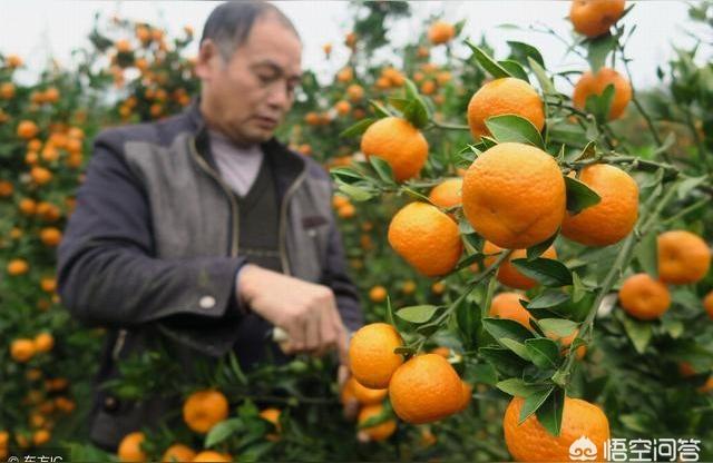 蜜桔苗幾錢一株_愛沙柑橘廣西有苗嗎