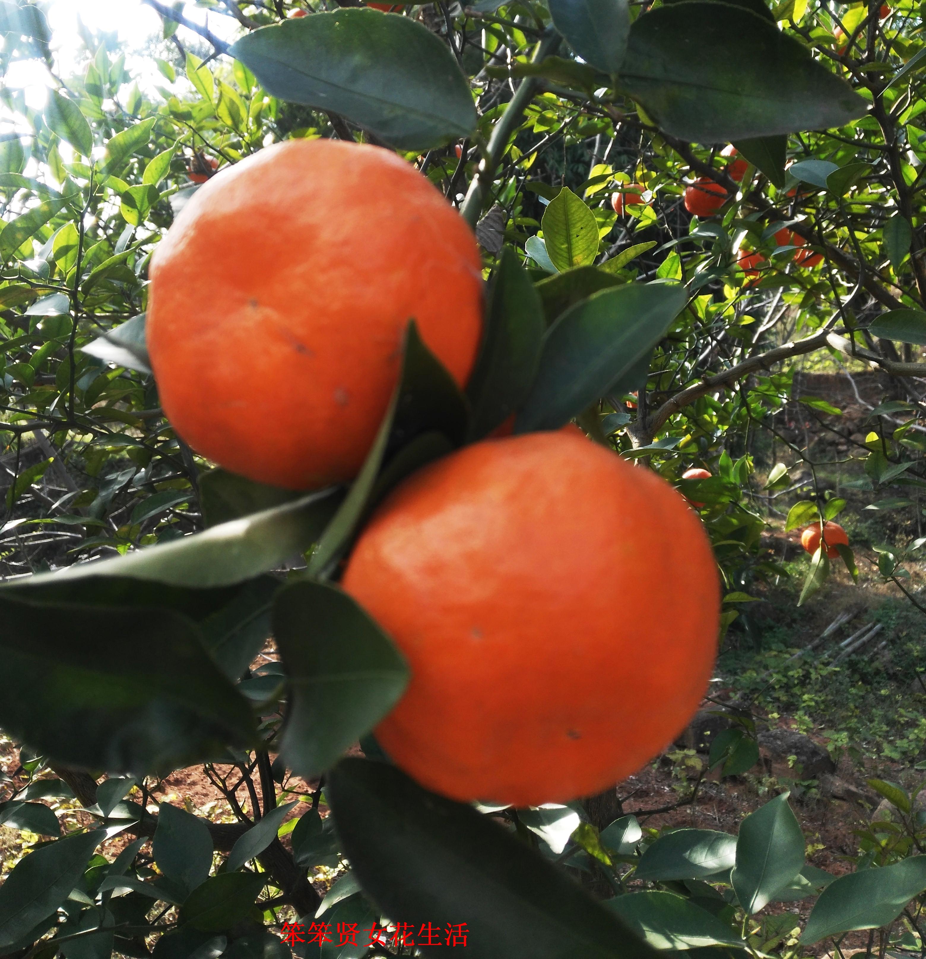 四川哪里盛產(chǎn)桔子樹(shù)_柑橘和桔子哪個(gè)好