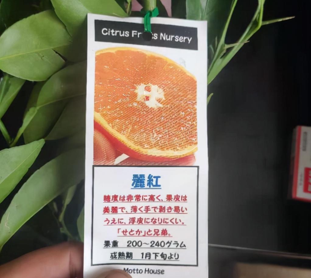 日本柑橘新品種麗紅_柑橘的品種良多