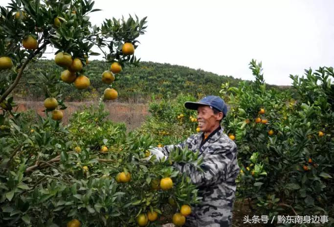 河北哪里有新品種柑橘樹苗_果樹新品種是若何培育出來(lái)的