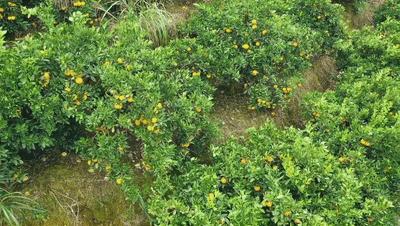 貴州新品種柑橘樹苗基地_旱地能夠種植哪些果樹