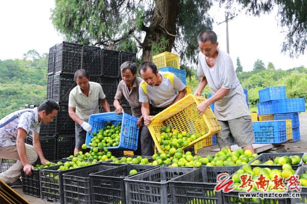 荒山種柑橘新品種明日見_二百畝荒山種植什么經濟做物好