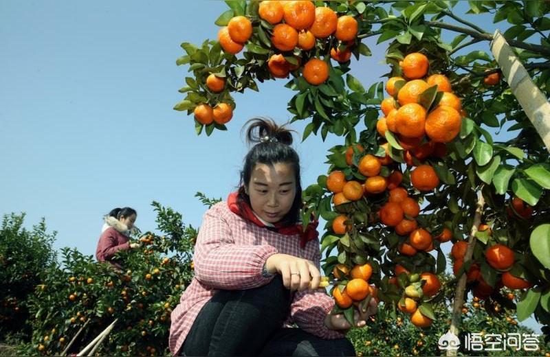 甘平柑橘幾錢一斤2022年8月9日價格表_明年的沃柑行情走勢會如何呢