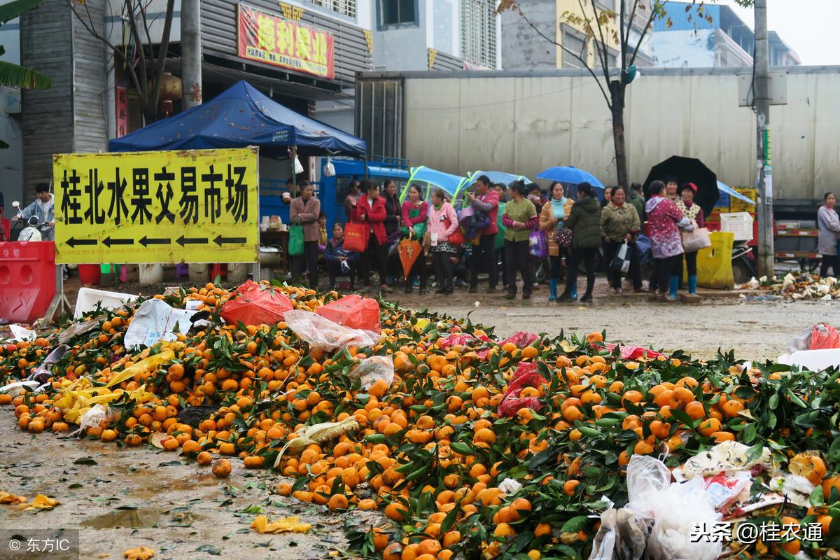 桂林柑橘種植新品種_什么柑子最甜又好吃