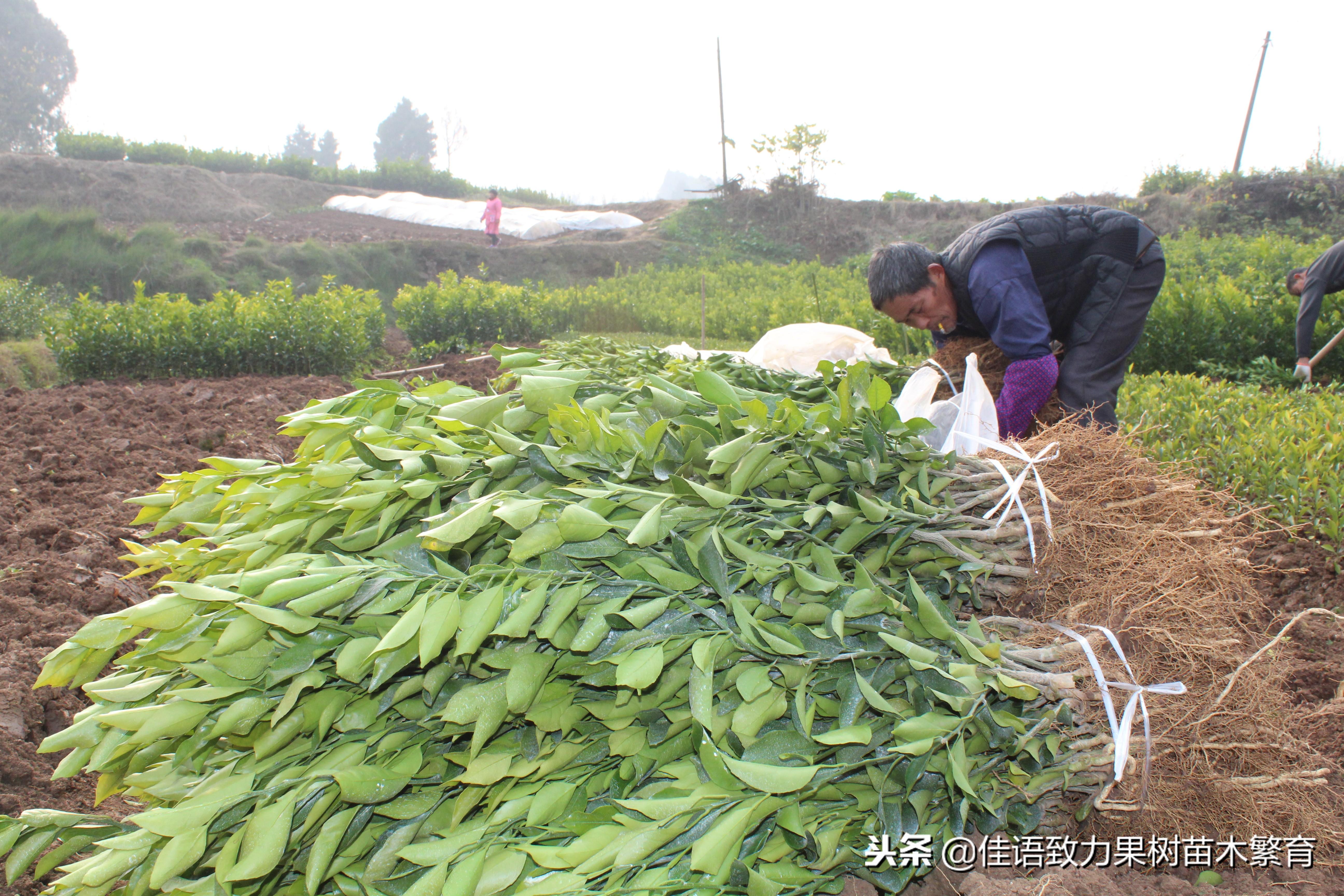 春見耙耙柑是什么雜交品種_春見耙耙柑哪里產更好