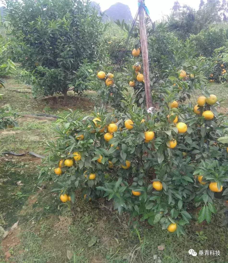 多效唑在沃柑上能全樹(shù)噴灑嗎視頻講解圖片_
什么的除草劑能殺砂糖桔夏梢