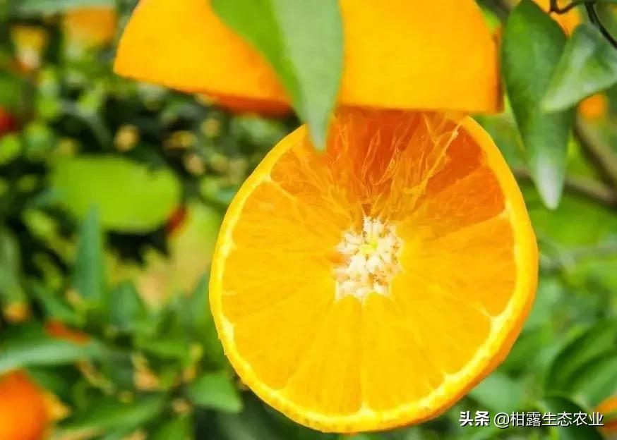 柑橘新品種華美7號_黃美人與華美7號區(qū)別