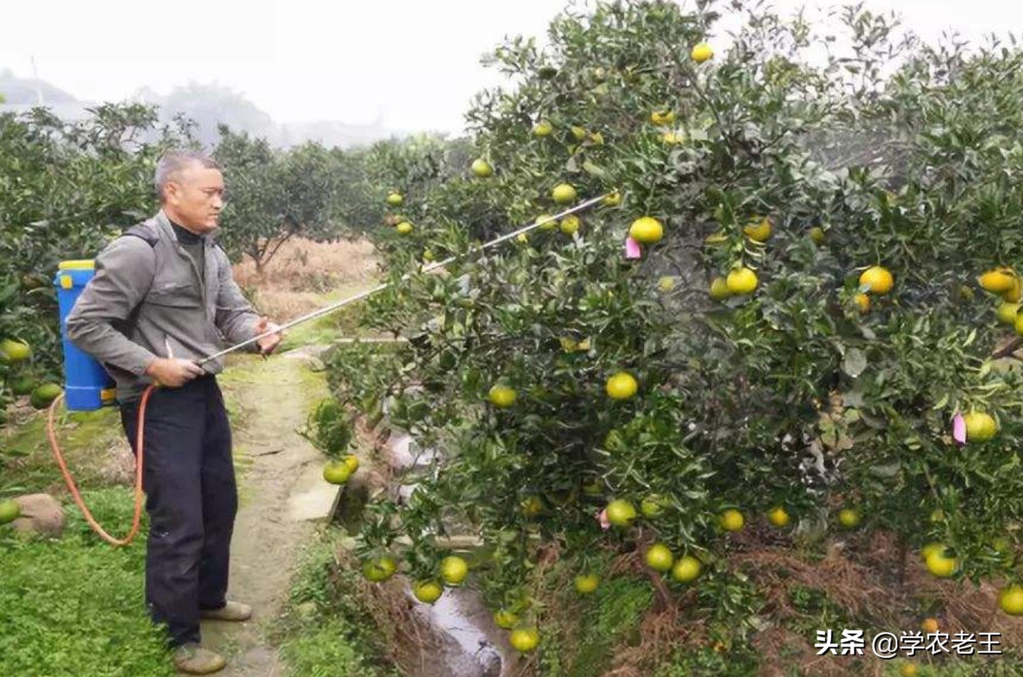 新品種引領(lǐng)晚熟柑橘_柑橘怎么施肥才氣確保高產(chǎn)