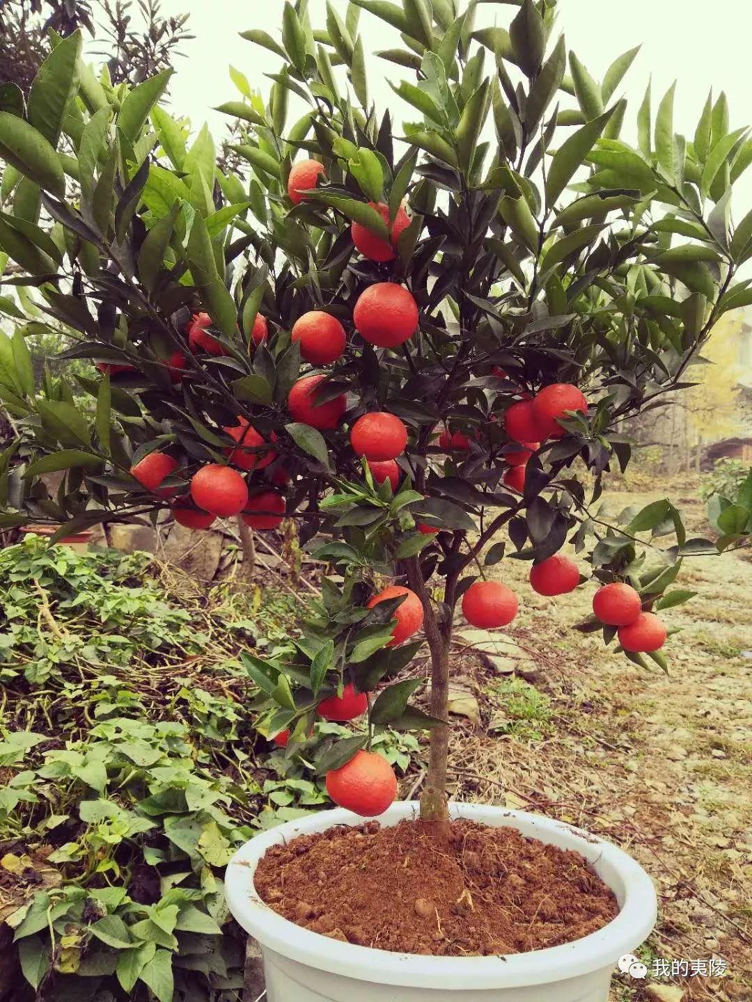 柑橘新品種盆景_果樹(shù)盆栽放屋里能夠嗎