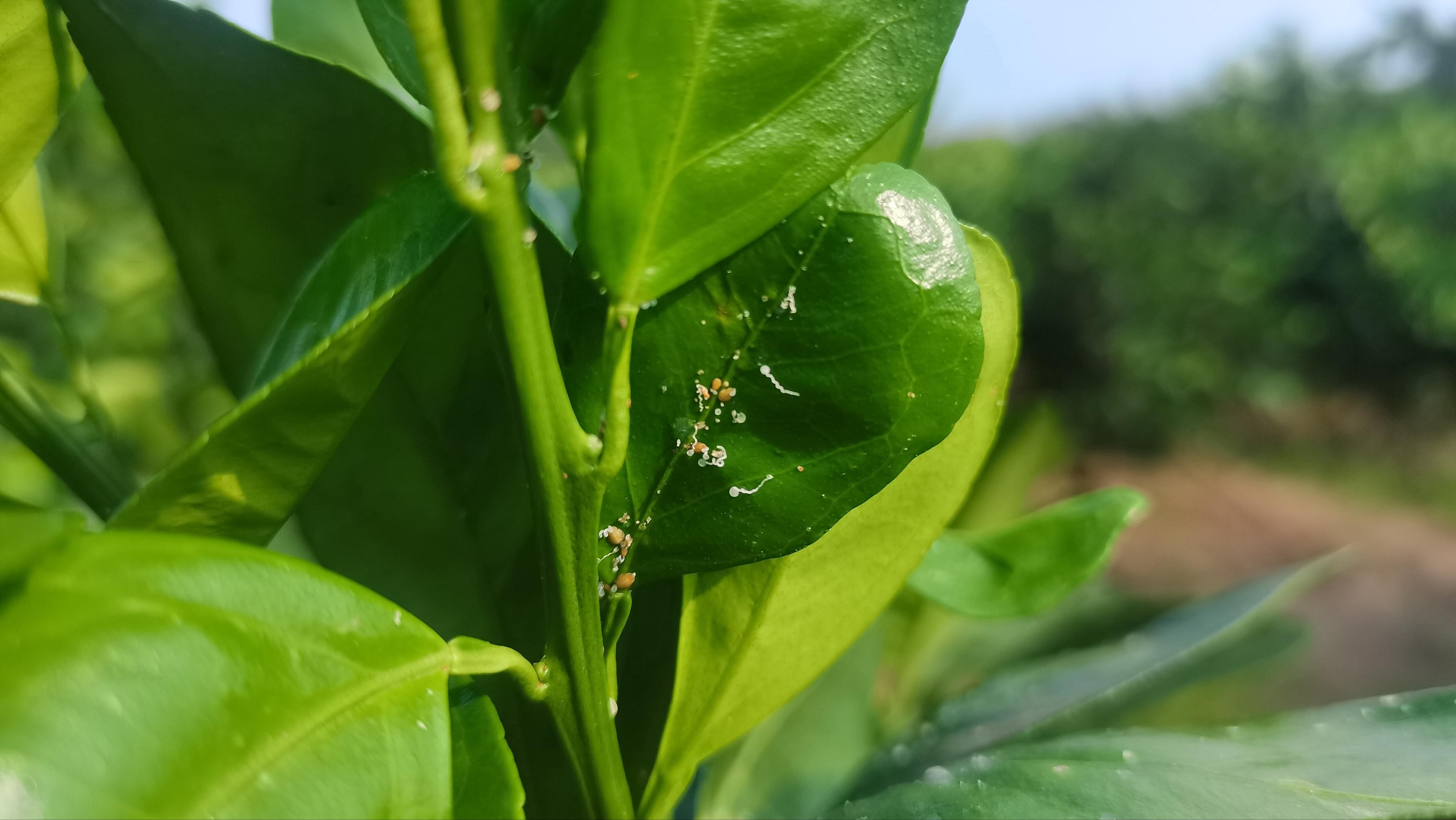 中國目前最新更好的柑橘品種是什么呢視頻_本年的砂糖橘為啥叫殺人橘