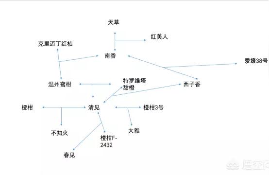 愛媛橘子圖片高清頭像大全集下載安拆_愛媛58好仍是愛媛46號(hào)好