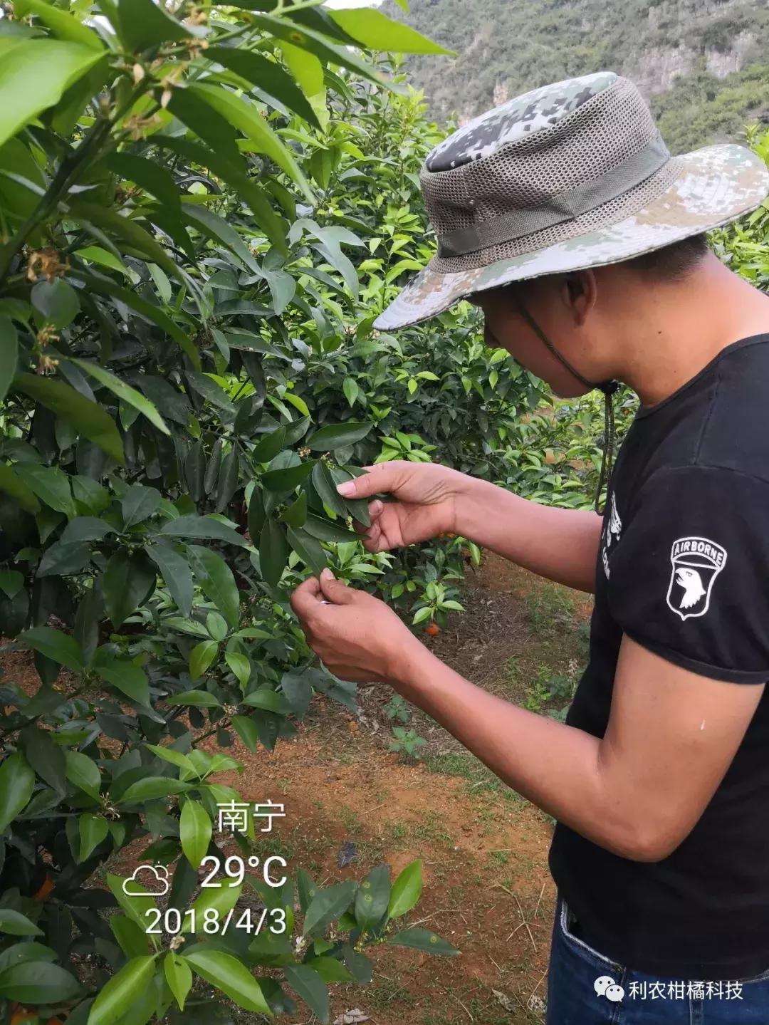 沃柑的成效與感化及禁忌和副感化是什么呢百度百科_才能夠同一發(fā)秋梢