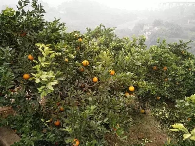 柑橘新品種大紅袍_果樹地里的草該若何處置更有益處